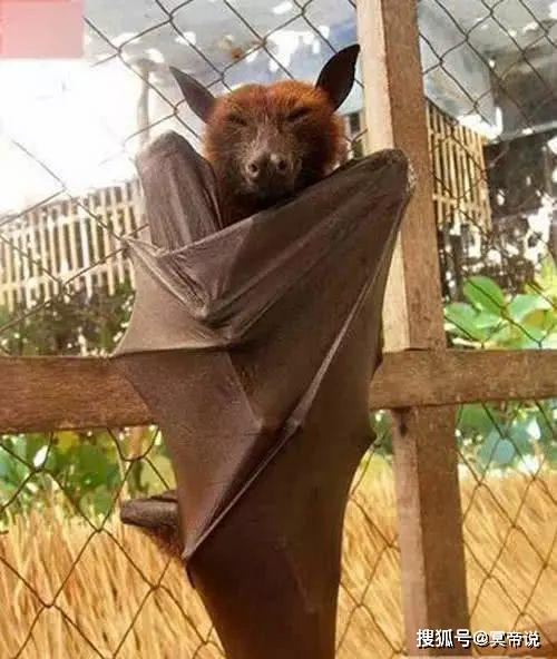 蝙蝠成人生孩子视频