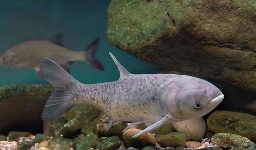 从鱼类变成人类的视频,探寻鱼类进化成人类的奥秘